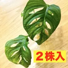 モンステラ アダンソニー 斑入り　マドカズラ バリエガータのサムネイル