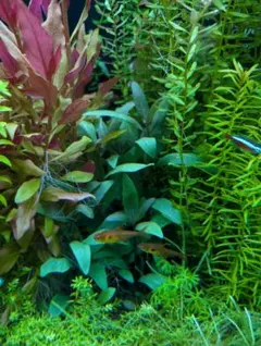 【メルカリ便】珍！ホシクサsp.キンバリーナロー　大株　1株　約11cm 鉢付き ホシクサsp.キンバリーナロー 1株 - メルカリ