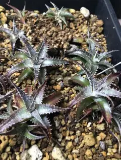 2026年最新】Dyckia ディッキアの人気アイテム - メルカリ