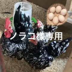 ノラコ様専用　碁石チャボの卵　6個　桂チャボの卵6個　同梱