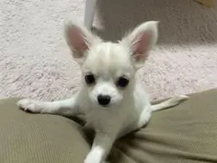 ともpkm様