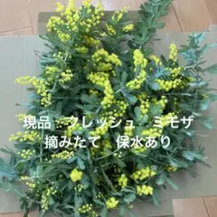 2026年最新】ミモザ フレッシュの人気アイテム - メルカリ