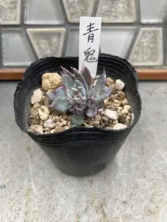 ㊸大きめ苗! 青鬼❣️ちょこん❣️ブルーバニラ❣️紅手鞠❣️発根済 メルカリ便込 2025年最新】青鬼 多肉植物の人気アイテム - メルカリ