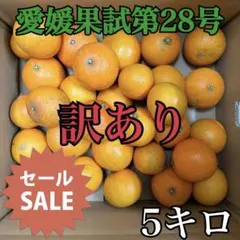 愛媛果試第28号(紅まどんなと同品種) 訳あり5キロ