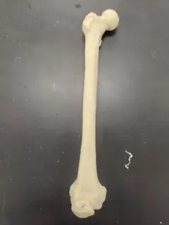 ミジンコの中のミジンコ様 リクエスト 2点 まとめ商品