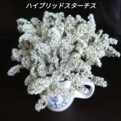 ハイブリッドスターチス ホワイト ドライフラワー 花材のサムネイル