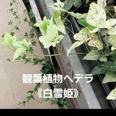 Seon Ju Kim様 リクエスト 2点 まとめ商品