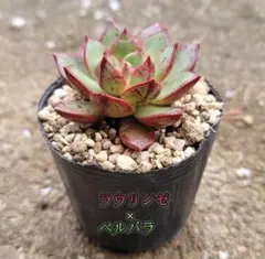 2026年最新】ベルバラ 多肉植物の人気アイテム - メルカリ