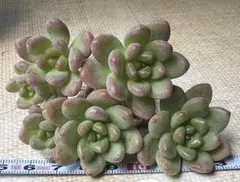 な*ち様 No.c105新入荷　シャングリラ　エケベリア　多肉植物　撮影11月2