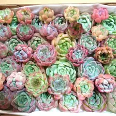e多肉植物エケベリア〈カット苗〉☆寄植えMIXサイズ色々☆