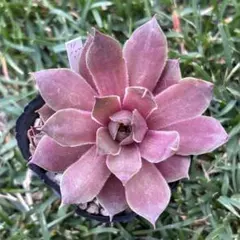 多肉植物 アエオニウム アエオニウム属 雪姫錦 - メルカリ