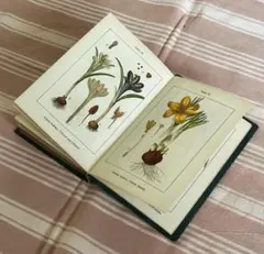 2026年最新】アンティーク植物図鑑の人気アイテム - メルカリ