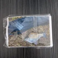 Item thumbnail for item ee5893eb-2c1f-4dc3-b5da-cd1703aabe2e