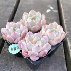 多肉大好き☆様 リクエスト 2点 まとめ商品