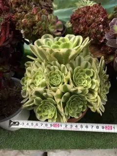アエオニウム　グリーンメディーサ錦のサムネイル