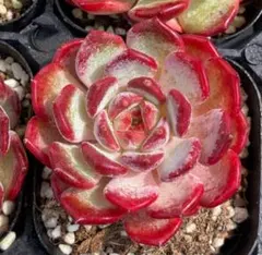 い*は様 新入荷 赤魔王 エケベリア 多肉植物 1苗 - メルカリ