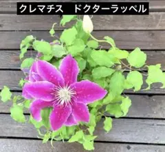 クレマチス　ドクターラッペル　宿根草‼️ピンク　約40㎝　5号※鉢ごと発送‼️のサムネイル