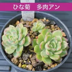2025年最新】多肉アンの人気アイテム - メルカリ