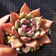 年末期間限定お値下げセール　バニラココx中里リンゼアナ　サニースポットさん苗 2026年最新】リンゼアナの人気アイテム - メルカリ