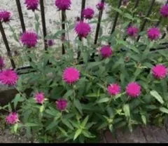 サッチー様 リクエスト 2点 まとめ商品