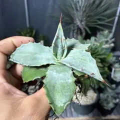 （希少） ロングスパインタイプ アガベ　パリー　ネオメキシカーナ アガベ・パリー 'ネオメキシカーナ'｜Agave parryi sp