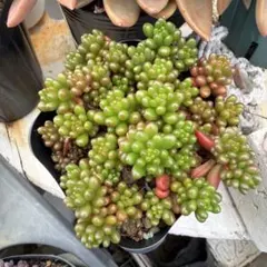 レッドベリー 抜き苗 5本 - メルカリ