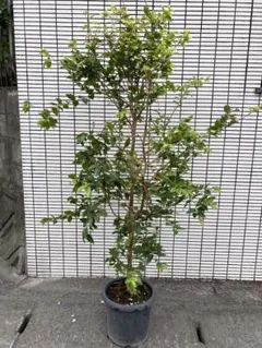 mm23様専用：白樺鉢植え No.38＆44&46&51：4本セット - メルカリ