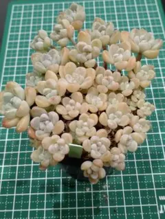 ⑭おもち　苗全て　抜き苗　つぶつぶ屋　多肉植物