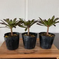 多肉植物　黒法師② ３個