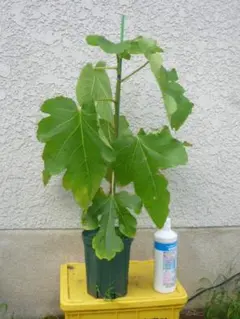 ゆうちゃこちゃん様 リクエスト 2点 まとめ商品