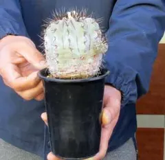 2025年最新】黒王丸 接木の人気アイテム - メルカリ