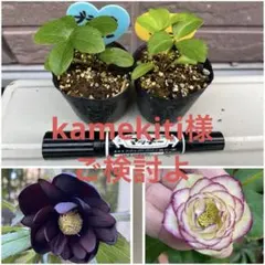 kamekiti様 リクエスト 4点 まとめ商品
