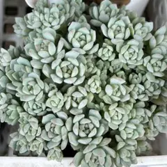 ちいちゃん様 リクエスト 3点 まとめ商品