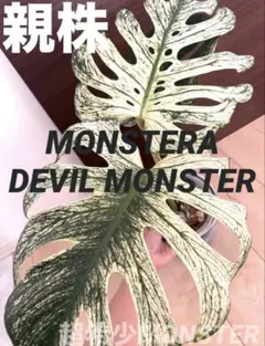 MONSTERA DEVILMONSTERモンステラ デビルモンスター ボトム茎 - メルカリ