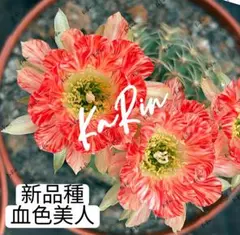 2026年最新】サボテンの花の人気アイテム - メルカリ