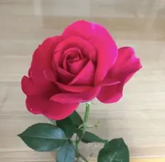 ベルサイユのばらシリーズ『王妃アントワネット』薔薇 挿し木苗のサムネイル
