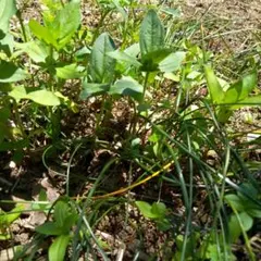 メヒルギ マングローブ 発根あり 苗 観葉植物沖縄/水槽/アクアリウム