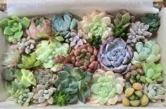 다육 식물 다육 도시락, 모듬 절단 모종