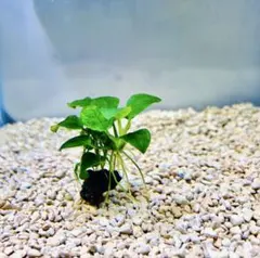 アヌビアス・ナナ ピント水中株1株, アヌビアス・ナナ1 株ー溶岩石付き