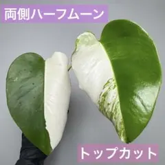 希少品種！斑入りモンステラ1鉢 ボルシギアナホワイトタイガー ハーフ