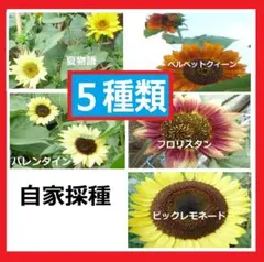 ひまわりの種 5種類のサムネイル