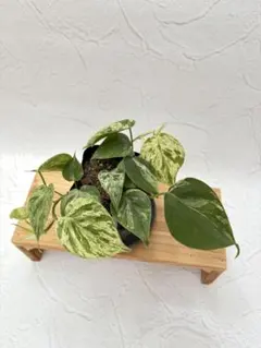 【お買い得品2株】モンステラ　デリシオーサ　バルバソー　組織培養苗 モンステラ デリシオーサ バルバソー 斑入り 組織培養 順化済み苗