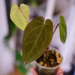 2026年最新】anthurium zaraの人気アイテム - メルカリ