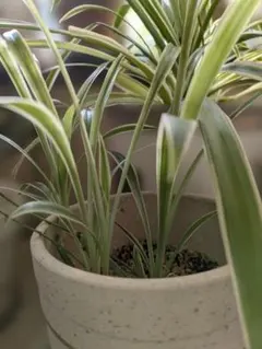 オリヅルラン 観葉植物 鉢植え　小さめの苗１つ