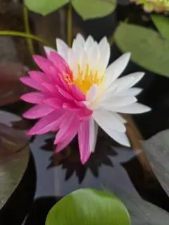 2026年最新】睡蓮苗の人気アイテム - メルカリ