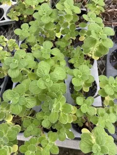 アロマティカス　カット苗　10本　多肉植物