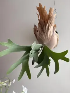 【希少】dwarf tatsuta×pegasus×veitchii wildのサムネイル
