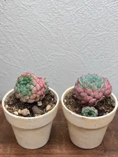 ヴィンセントカトー　抜き苗　2鉢分　多肉植物 エケベリアのサムネイル