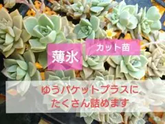多肉植物 薄氷 カット苗 詰め合わせのサムネイル