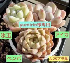 yumirin様 リクエスト 2点 まとめ商品